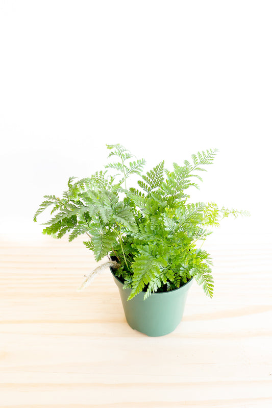 Rabbit's Foot Fern Plant