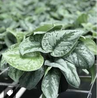 Silver Satin Pothos Plant