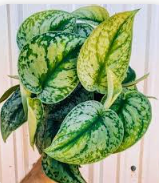 Silver Satin Pothos Plant